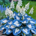 Pack of Coloured Leaves Jade Barrettes flower seeds containing 50 pellets for potted and balcony gardening.