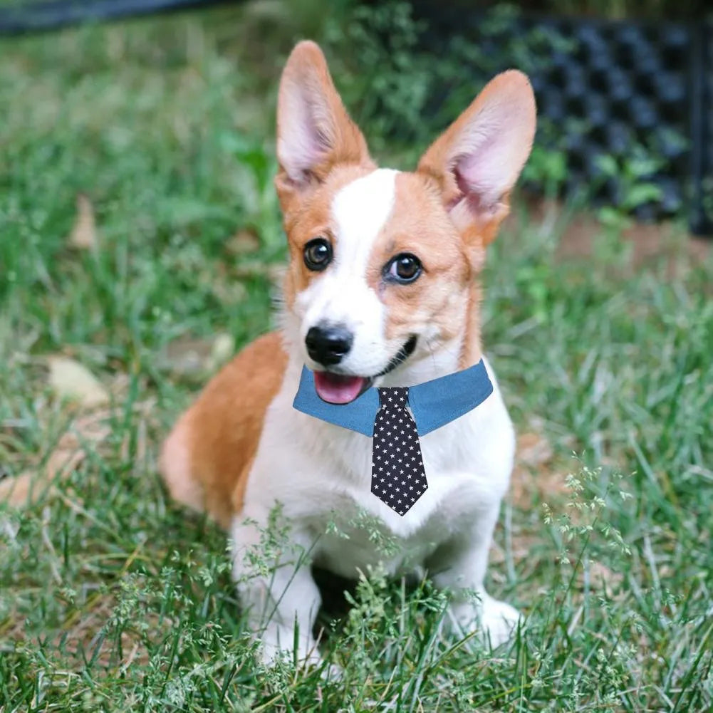 Blue denim dog collar with white star pattern necktie, adjustable fastener tape, shown in three sizes