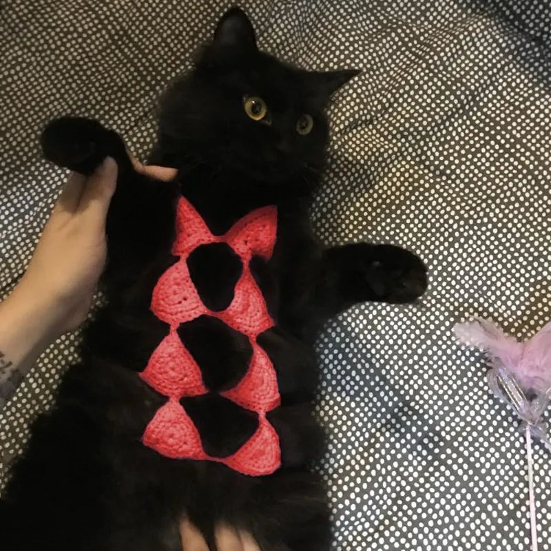 Cat wearing black bikini costume with matching bra for Halloween party