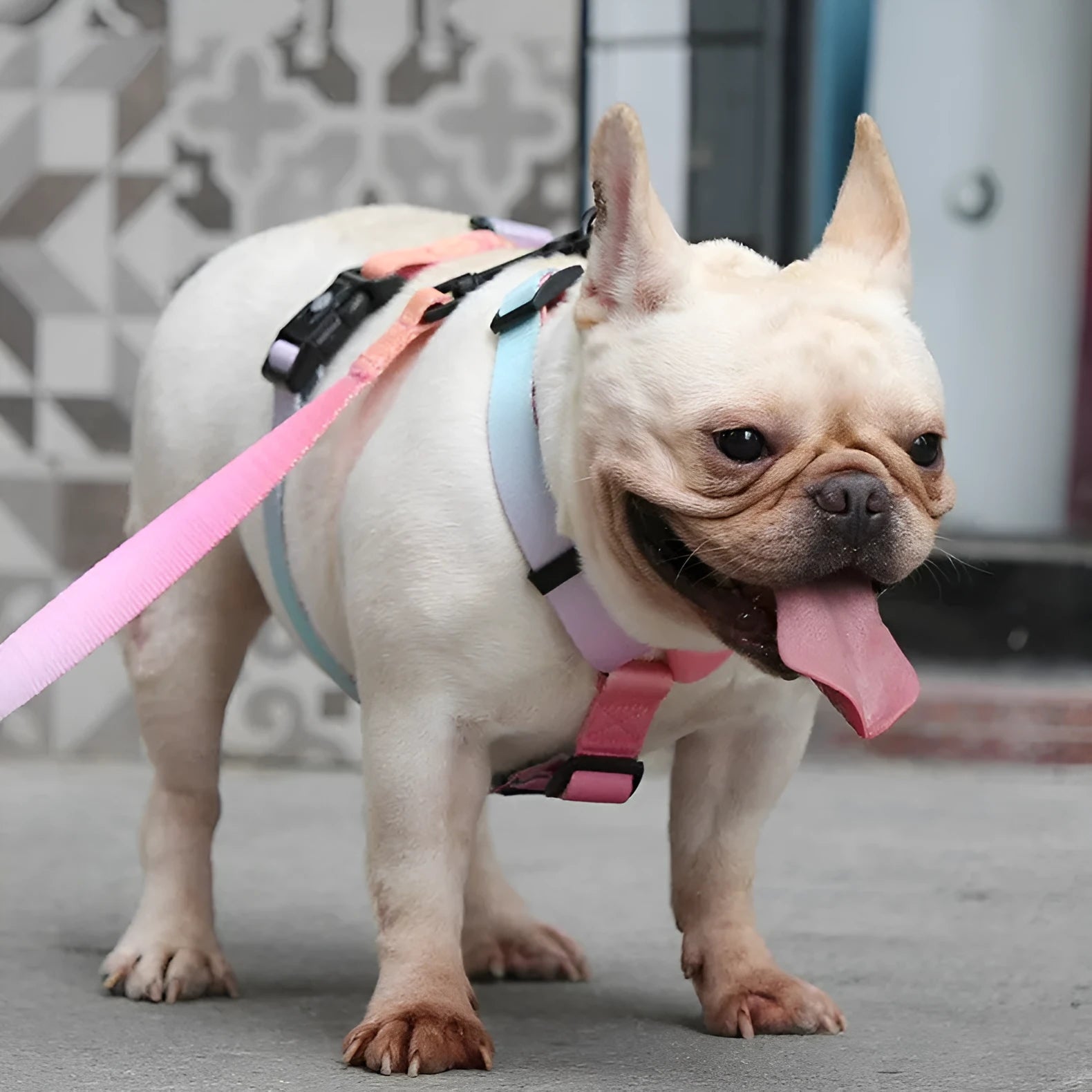 Gradient colour pet chest strap harness in polyester with size options for dog walking