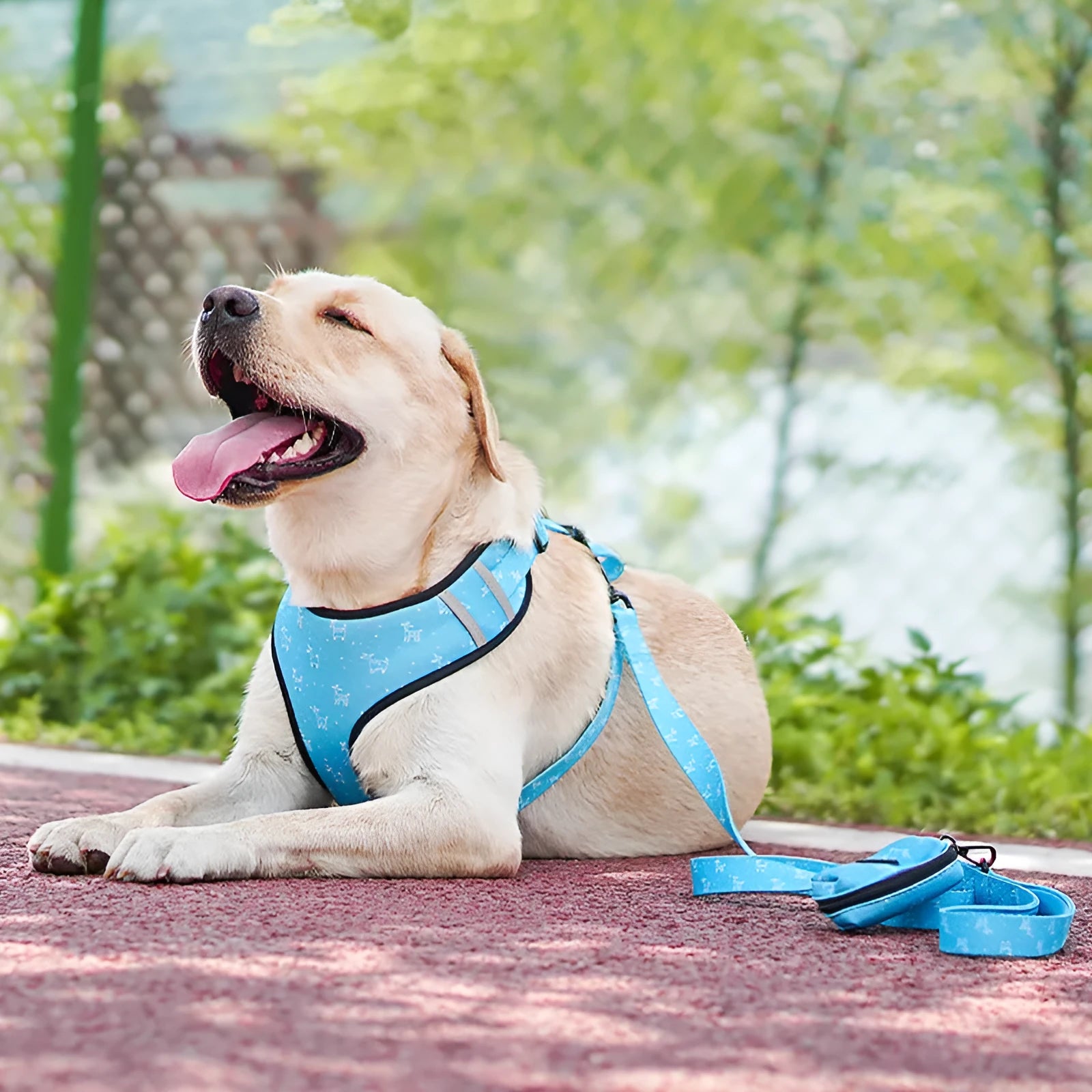 Set of polyester dog leash harness with bow collar towing rope and triangle scarf in four sizes and four colours