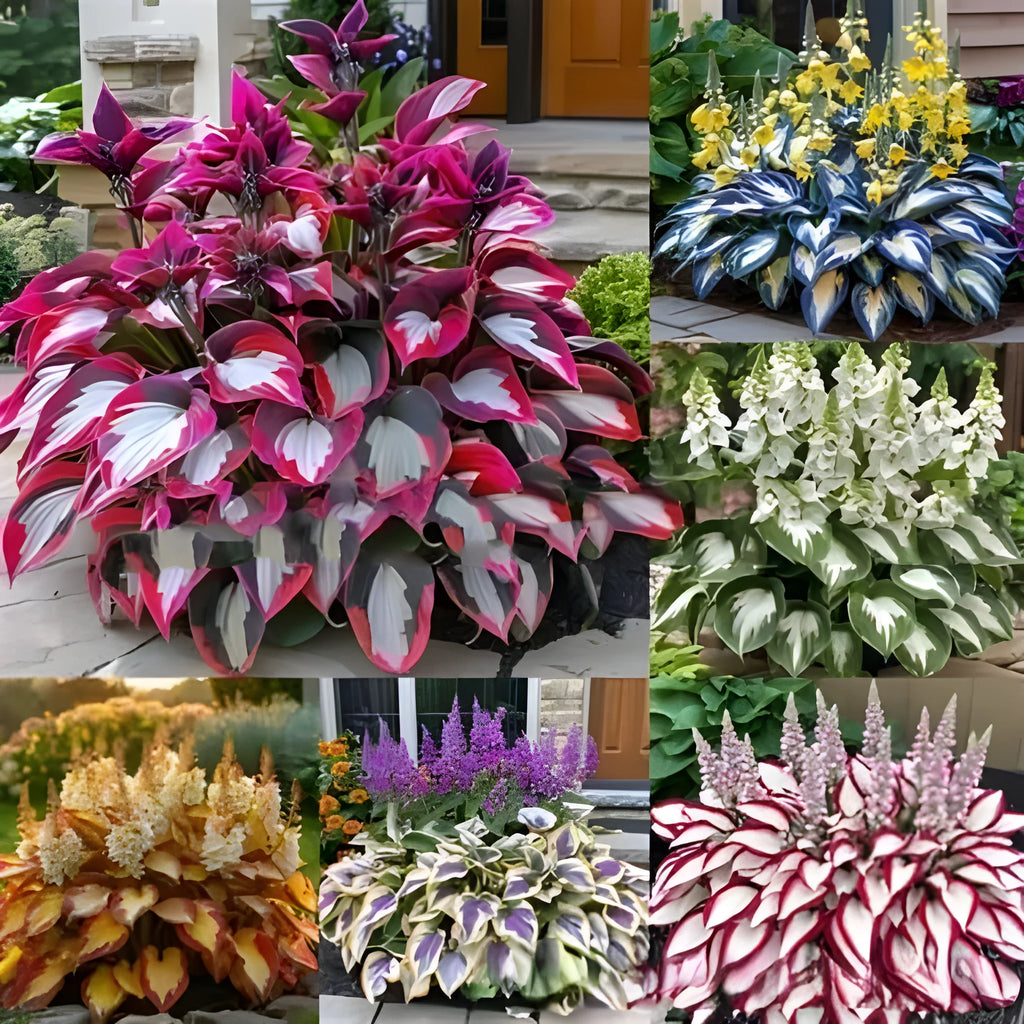 Pack of Coloured Leaves Jade Barrettes flower seeds containing 50 pellets for potted and balcony gardening.