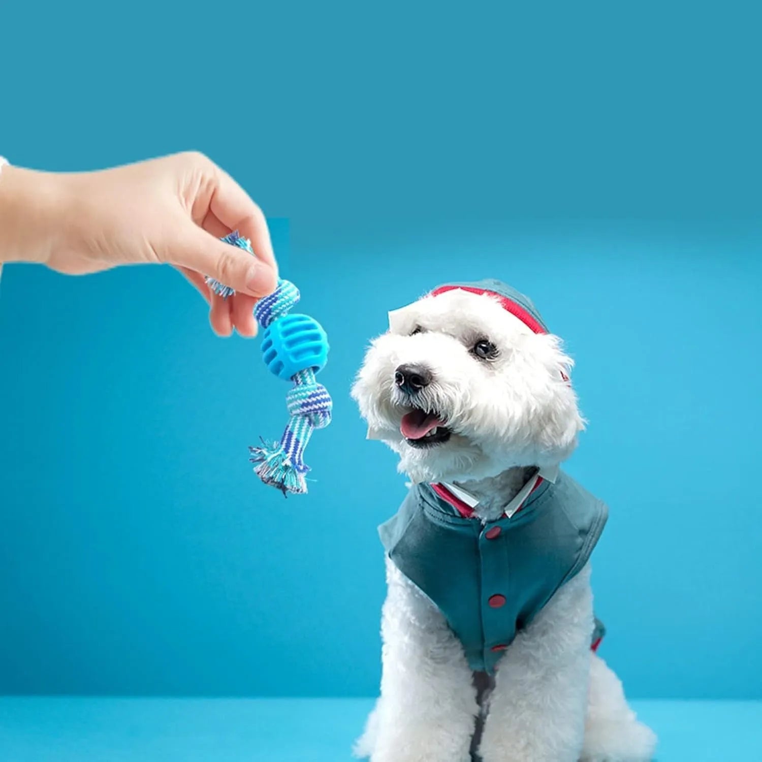 Blue molar-shaped dog chew toy with a white rope threaded through the centre.