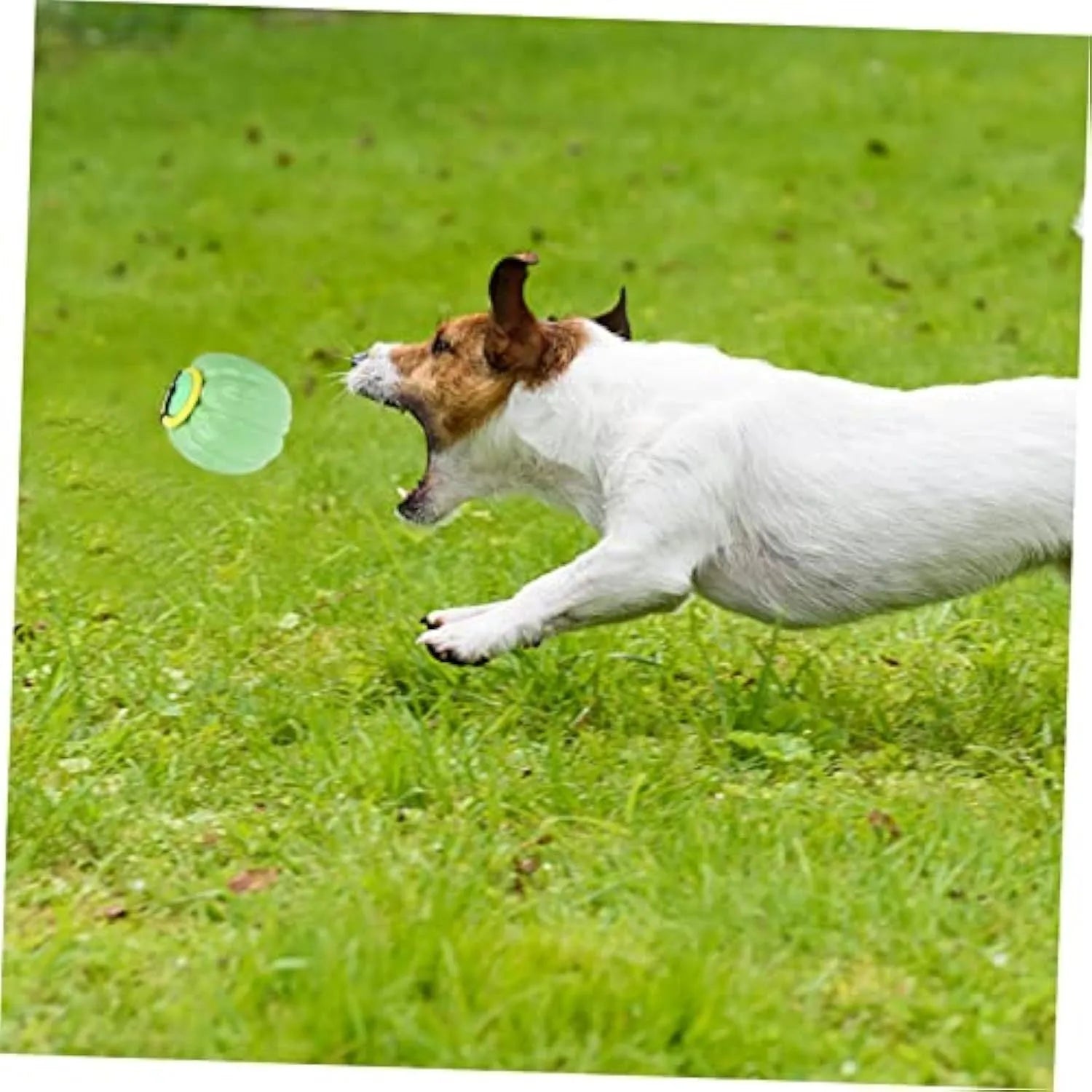 Orange pumpkin-shaped dog chew toy with squeaker for puppies and small dogs