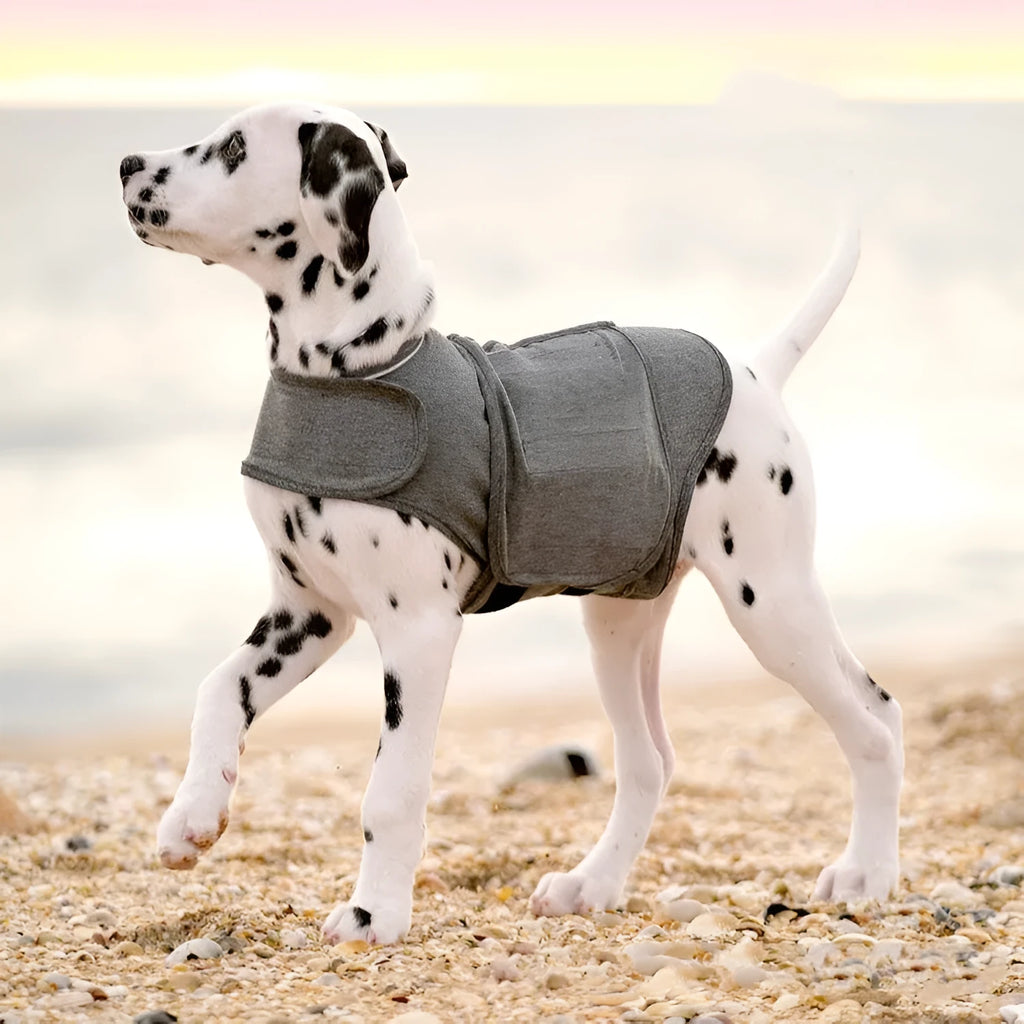 Heather grey dog anxiety vest or warm jacket made from soft polyester brocade cotton fabric on a medium-sized dog.