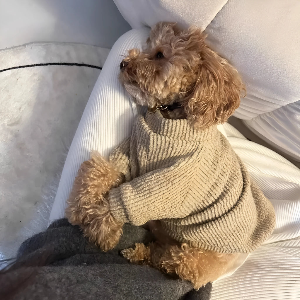 A brown cloth pullover sweater for a small dog on a white background.