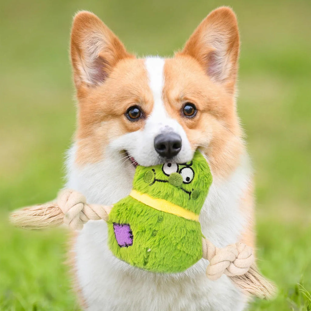 Green or purple plush rope knot dog toy with built-in molar tooth elements for tug-of-war and dental play