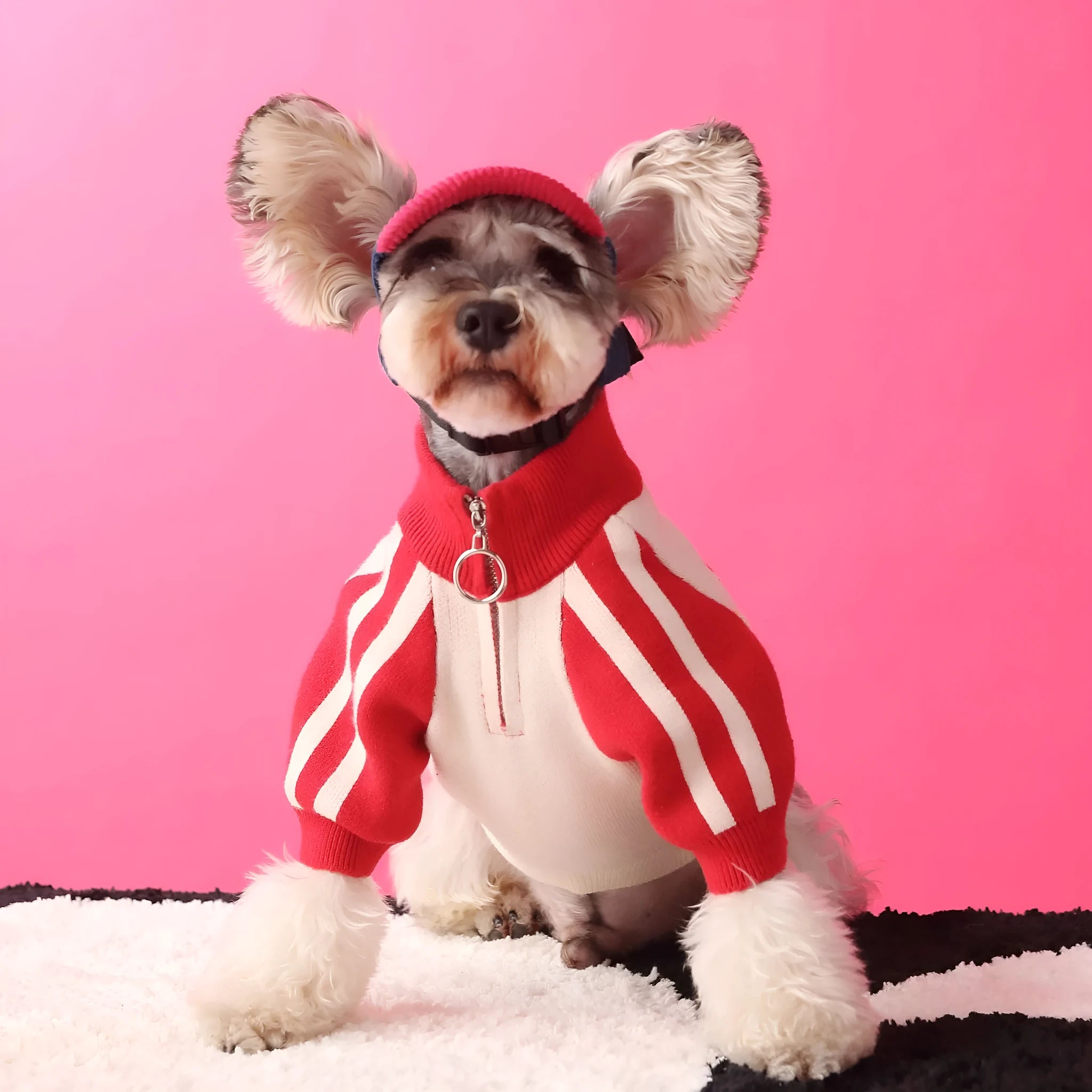 Dog wool cardigan sweater for male puppies in dark green or red colour without accessories