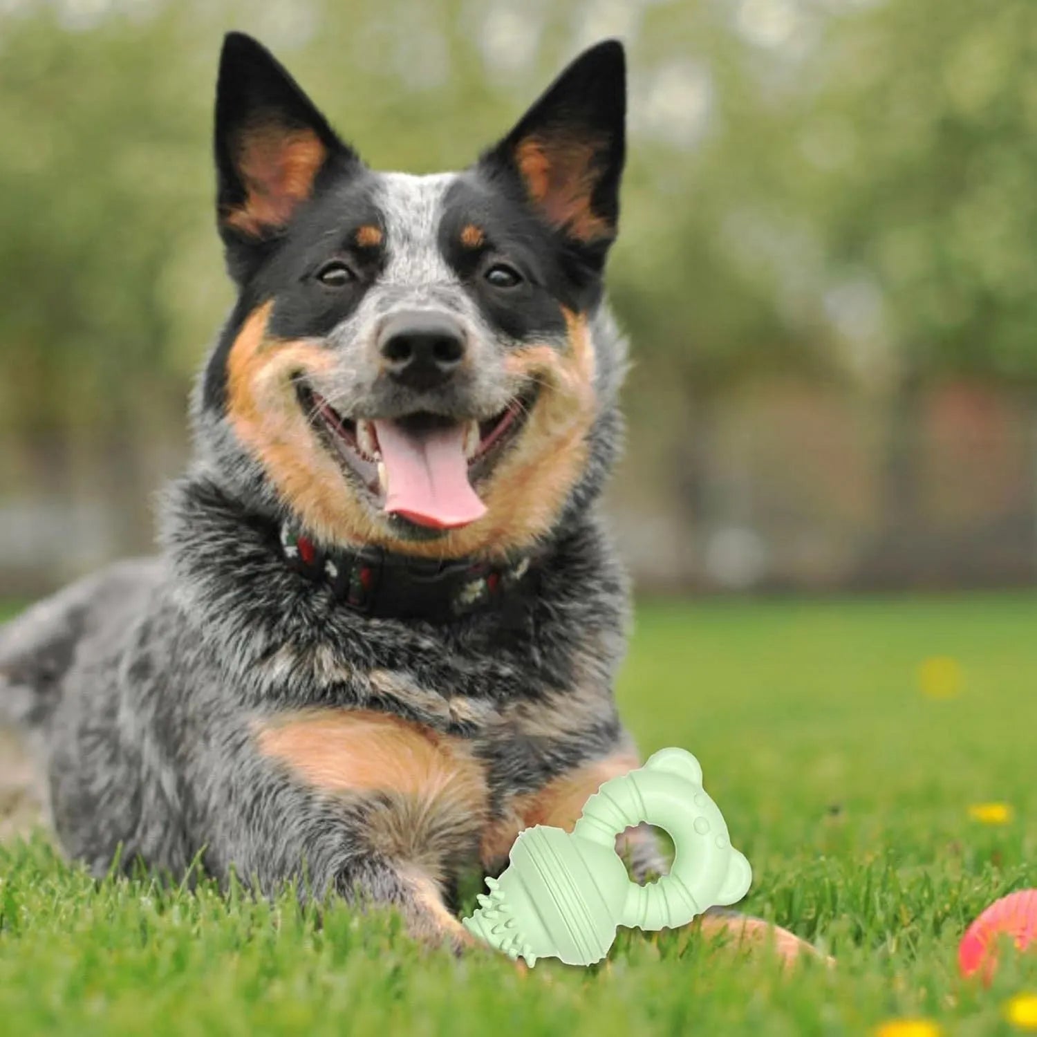 Blue, green, and pink molar-shaped rubber dog chew toy with textured surface and bell.