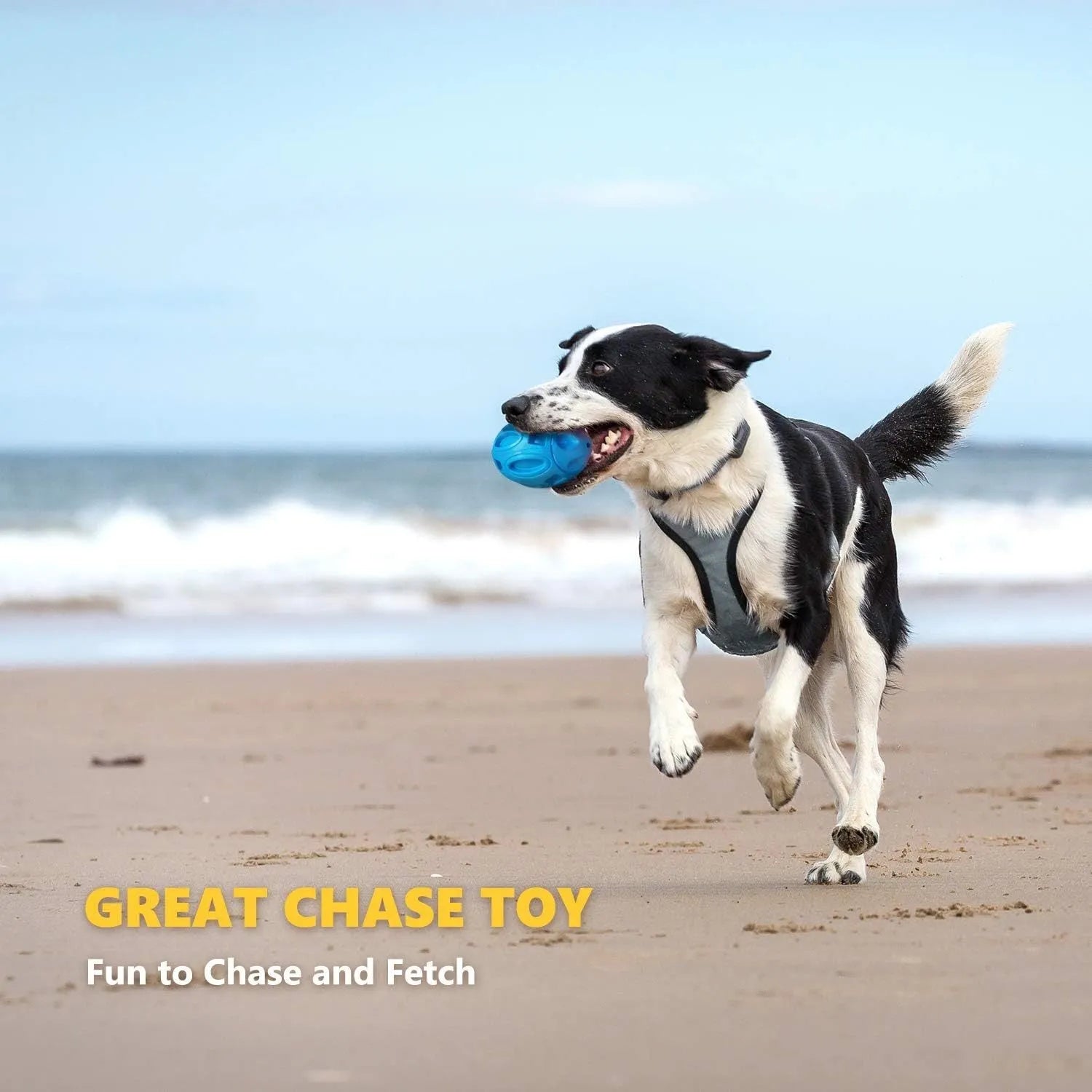 Blue natural rubber squeaky dog chew ball with grooved surface, for medium and large breeds.