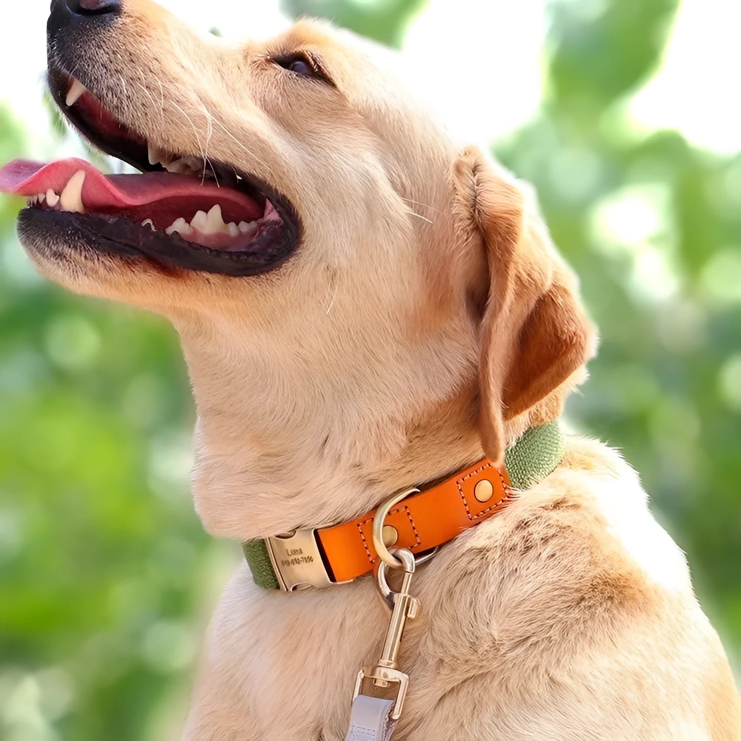 Small dog mohair collar and leash set in Mo Landi green with matching lettering on adjustable neck ring