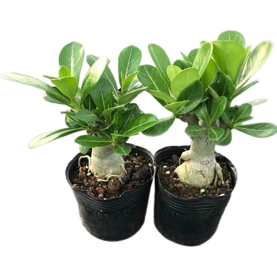 Bare-root desert rose Adenium obesum seedlings arranged on surface showing roots and caudex