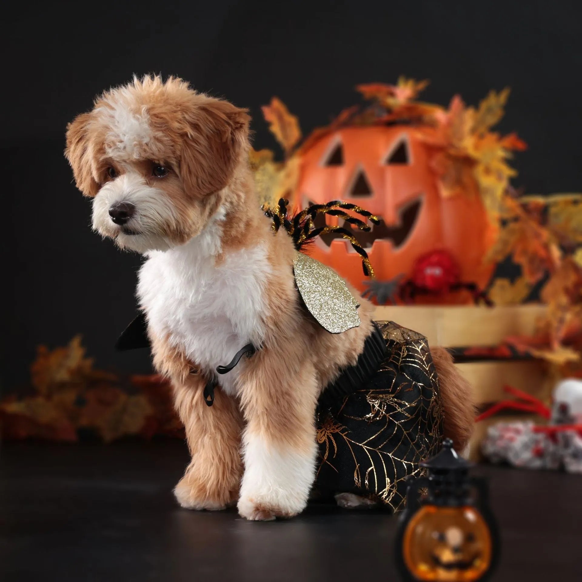 A dog wearing a classic black and white suit-style Halloween costume, showing the full-body design.