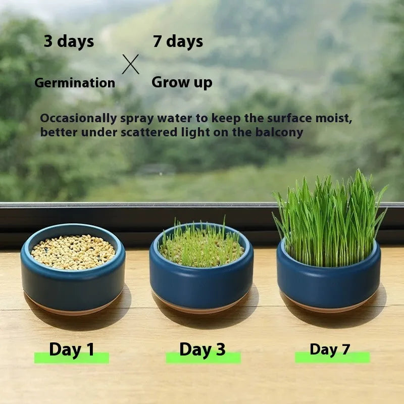 Blue, green, and yellow plastic cups for hydroponic cat grass growing with seed packets.