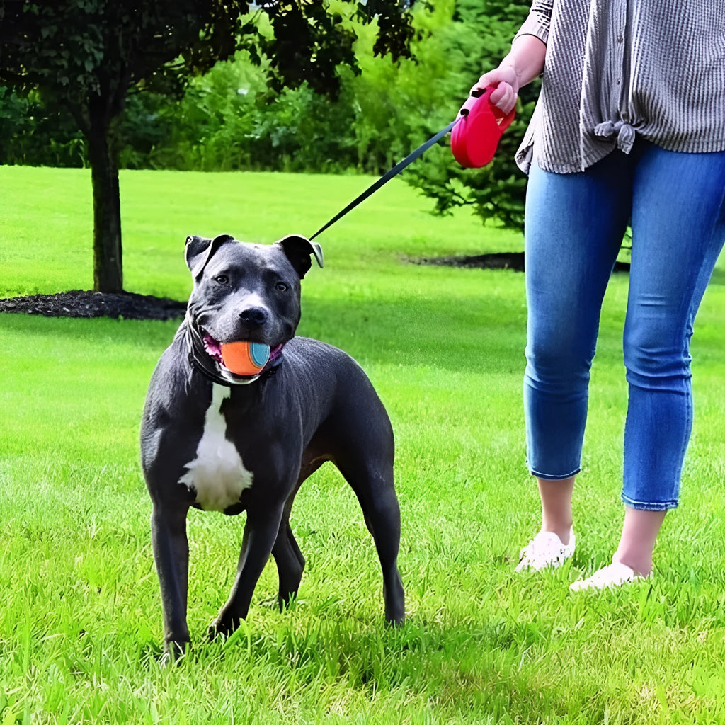 TPR rubber dog training ball with sound feature in dual-colour design